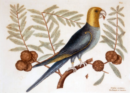 17 of Catesby's hand-colored engravings will be on display through February at Jamestown Settlement. (Courtesy Jamestown-Yorktown Foundation)