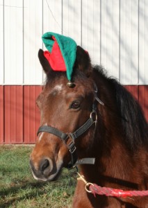 Dream Catchers is now excepting registration for its Holiday Horse Camp. (Courtesy Dream Catchers)