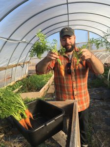 Hoop house carrots