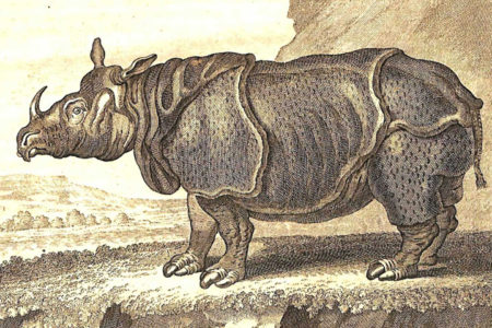 Copperplate engraving of an Indian rhinoceros, based on the 1749 painting Clara le Rhinoceros by Jean-Baptiste Oudry (1686-1755). (Courtesy W&M Libraries)