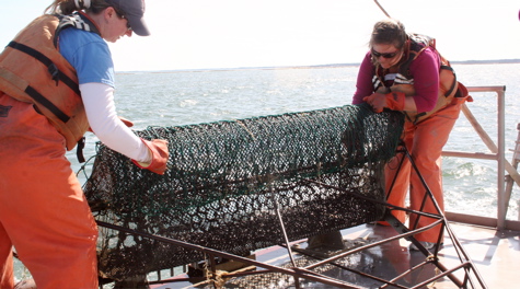 Alison Smith and Kathleen Knick dump a dredge sample from a sandy site in the York River onto the deck during the Blue Crab Winter Dredge Survey. Photo by David Malmquist