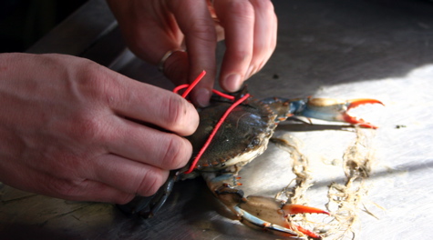A VIMS researcher tags a mature female blue crab collected during the Winter Dredge Survey. Recapture of tagged crabs provides data about crab movement, survival, and effectiveness of Virginia's blue-crab spawning sanctuary. Photo by David Malmquist