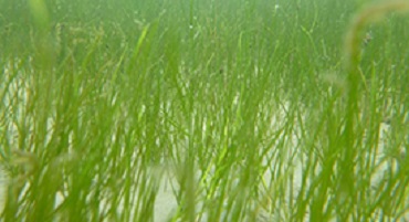 Widgeongrass. Photo by E. French/VIMS.