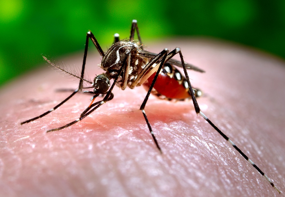 An Aedes aegypti mosquito takes a blood meal from her human host. (WYDaily/Courtesy Flickr, Prof. Frank Hadley Collins, Director, Center. for Global Health and Infectious Diseases, University of Notre Dame)