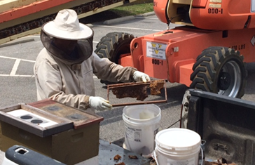 Last month. members of the Colonial Beekeepers Association helped remove the insects from the historic Warwick County Courthouse in Newport News. (WYDaily photo/ courtesy of the City of Newport News).
