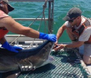 Jeff Eckert (L) holds the immature male great white shark as Taylor Moore (R) de-hooks it before release. (VIMS/K. O’Brien)