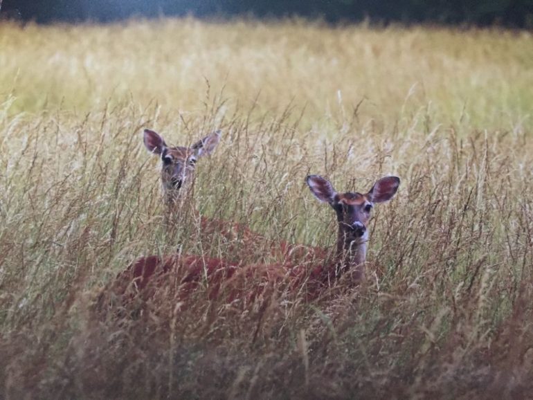 Deer spot the cameraman at Riverview Farm Park. (WYDaily/Courtesy of Michael Poplawski)