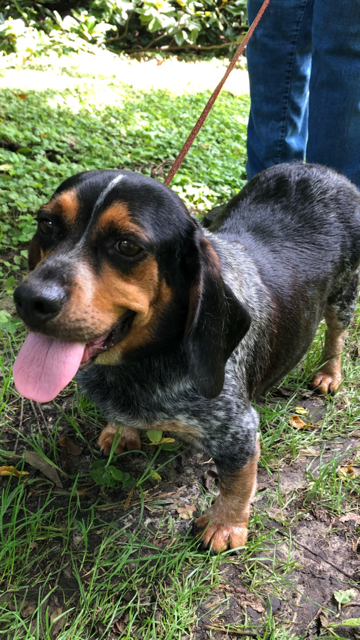 Casey is looking for a forever home...maybe yours? (WYDaily/ Courtesy Homes Fur Hounds)