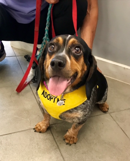 Casey is looking for a forever home...maybe yours? (WYDaily/ Courtesy Homes Fur Hounds)