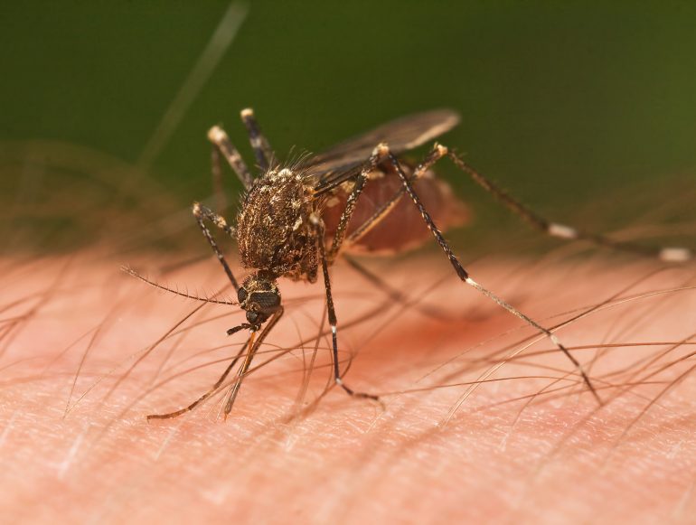 Eastern equine encephalitis is spread to horses via the bite of an infected Culiseta melanura mosquito, but can be prevented though complete vaccinations (HNNDaily photo/CWiki commons)