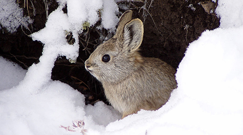 The Columbia Basin pygmy rabbit (Brachylagus idahoensis), the smallest species of rabbit in North America, was emergency listed as endangered in 2001 and remains listed today. According to the U.S. Fish and Wildlife Service, large-scale habitat loss played a primary role in the long-term decline of the species. (WYDaily/Courtesy of U.S. Fish and Wildlife Service)