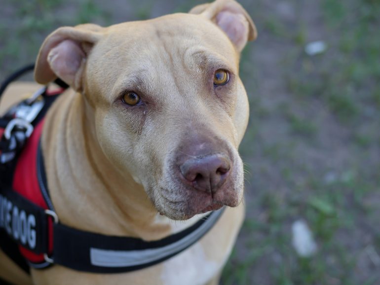 By law, restaurants are supposed to allow service dogs in their establishment (WYDaily/ Courtesy of Unsplash)