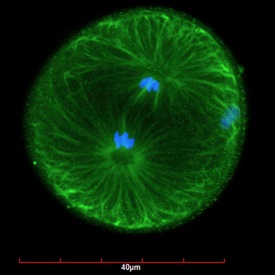 The early developmental stage of the Eastern oyster Crassostrea virginica shows condensed chromosomes in blue and microtubules in green during the first cleavage of an embryo. (Hotta Masaru/VIMS/WYDaily)