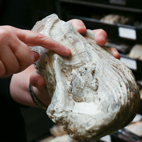 Fossilized oyster shells retain the bands by which scientists can track the annual growth of the creature. (Stephen Salpukas/VIMS/WYDaily)