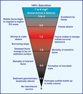 Low oxygen levels impact marine organisms and communities.