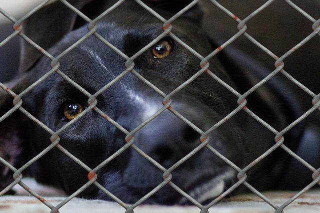 The Peninsula Regional Animal Shelter is collecting old cd players to play music for the animals, part of the shelter's enrichment programs. (WYDaily/ Courtesy of Pixabay)
