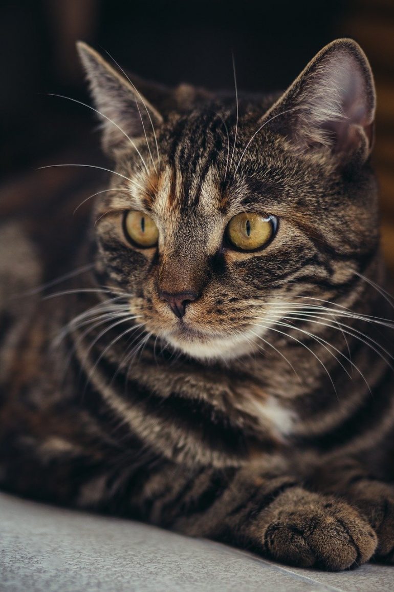 The CFA Cat Show is at the Knights of Columbus Hall in Newport News. (WYDaily/ Courtesy of Pixabay)