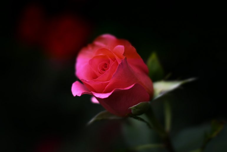 The Bachelor Live event is coming to the Ferguson Center for the Arts. (WYDaily file/Courtesy of Pixabay)