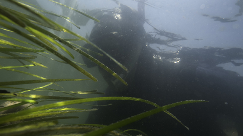 Eelgrass patches dampen waves and stabilize seafloor sediments, clearing the water enough for sunlight to reach the plants for continued growth and natural seed production. (WYDaily/Courtesy of Jay Fleming, VIMS)