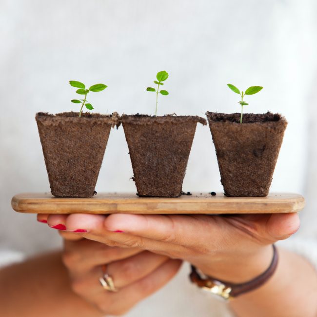 Learn about gardening and wildlife conservation at this free event via Zoom. (WYDaily/ Courtesy of Unsplash)