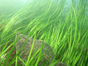 A single-species meadow of eelgrass offers lower plant biodiversity than the mixed assemblages found in the fresher portions of the Bay. (NOAA Fisheries/VIMS/WYDaily)