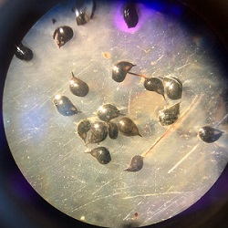 VIMS researchers are planting widgeongrass seeds like these to increase biodiversity in Bay grass beds. (C. Patrick/VIMS/WYDaily)