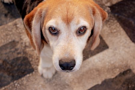 beagle